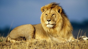 African_Lion_King